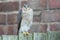 A beautiful, wild, Sparrowhawk, Accipiter nisus, perched on a garden fence looking around for its next meal.