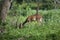 Beautiful wild Spotted Dear Pack grazing in Forest