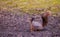 Beautiful wild squirrel in autumn forest, Close-up