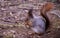 Beautiful wild squirrel in early spring forest