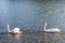 Beautiful wild swans swimming on a lake