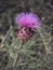 A beautiful wild thistle growing in nature