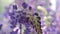 beautiful wild violet lupines flowers blossom. macro footage