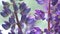 beautiful wild violet lupines flowers blossom. macro footage