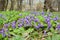 Beautiful wild violets flowers