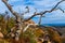 A Beautiful Wild Western View with a Gnarly Dead Tree, a View of Turkey Peak on Enchanted Rock, Texas.