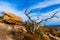 A Beautiful Wild Western View with a Gnarly Dead Tree, a View of Turkey Peak on Enchanted Rock, Texas.