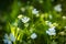 Beautiful wild white chickweed flowers