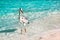 Beautiful wild white heron on a beautiful fantastic beach in the Maldive Islands against the blue clear water.