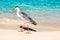 Beautiful wild white heron on a beautiful fantastic beach in the Maldive Islands against the blue clear water