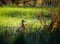 A beautiful wild wood duck in the marshlands. Springtime scenery of wetlands with a bird. Spring landscape during the nesting seas