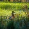 A beautiful wild wood duck in the marshlands. Springtime scenery of wetlands with a bird. Spring landscape during the nesting seas