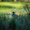 A beautiful wild wood duck in the marshlands. Springtime scenery of wetlands with a bird. Spring landscape during the nesting seas