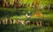 A beautiful wild wood duck in the marshlands. Springtime scenery of wetlands with a bird. Spring landscape during the nesting seas