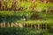 A beautiful wild wood duck in the marshlands. Springtime scenery of wetlands with a bird. Spring landscape during the nesting seas