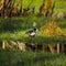 A beautiful wild wood duck in the marshlands. Springtime scenery of wetlands with a bird. Spring landscape during the nesting seas