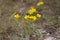 Beautiful wild yellow flower called linum flavum Dwarf Golden Flax from Ukraine
