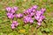 Beautiful wildflower bloom in the garden