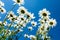 Beautiful Wildflower daisies looking up at a bright blue sky on a sunny summer day