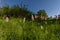 Beautiful wildflower meadow with knotweed Common bistort