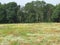 beautiful wildflower meadow with poppies on Bornholm