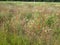 beautiful wildflower meadow with poppies on Bornholm