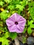 Beautiful wildflower stock photo, grass flower, shot from high angle