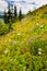 Beautiful wildflowers blooming along the hillside in Washington