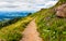 Beautiful wildflowers blooming along the hillside in Washington