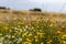 Beautiful wildflowers on an Engish summer day