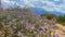 Beautiful wildflowers grass on  down of mount Olympus summer field floral  cloudy  fluffy sky nature landscape Greece