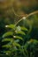 Beautiful wildflowers and herbs with spider web in sunny meadow at sunset in mountains. Gathering herbs in mountains, natural