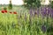 Beautiful wildflowers poppies on a field in nature on a summer evening at sunset