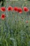 Beautiful wildflowers poppies on a field in nature on a summer evening at sunset