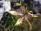 Beautiful wildflowers ,the scientific name `Bulbophyllum blepharistes Rchb.f.`