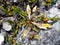 Beautiful wildflowers ,the scientific name & x22;Bulbophyllum blepharistes Rchb.f.& x22;