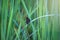 Beautiful wildlife with green natural background, closeup of black butterfly with green rice leaves in field at early morning.