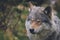 Beautiful wildlife portrait of a grey wolf/canis lupus outdoors in the wild