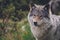 Beautiful wildlife portrait of grey wolf/canis lupus outdoors in the wild