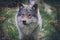 Beautiful wildlife portrait of grey wolf/canis lupus outdoors in the wild