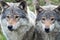 Beautiful wildlife portrait of grey wolves/canis lupus outdoors in the wild