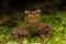 Beautiful wildlife Sabah earless toad also know as the spotted Asian tree toad