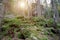 Beautiful wildlife, thick of wood, rocks, green moss, amazing setting sun