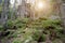 Beautiful wildlife, thick of wood, rocks, green moss, amazing setting sun