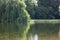 Beautiful willow tree reflected in water of lake with copy space