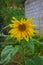 Beautiful wilting sunflower flower with green leaves