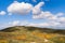 Beautiful winding dirt road traversing a picturesque wildflower field in the desert.