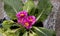 Beautiful window pink plant in a pot