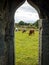 Beautiful window view of Cows Grazing