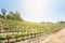 Beautiful Wine Grape Vineyard Farm in the Afternoon Sun